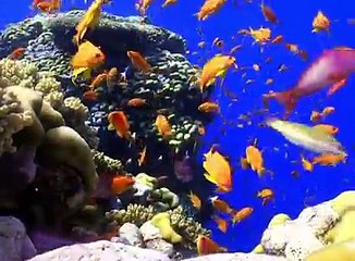 وهو الذي سخر البحر