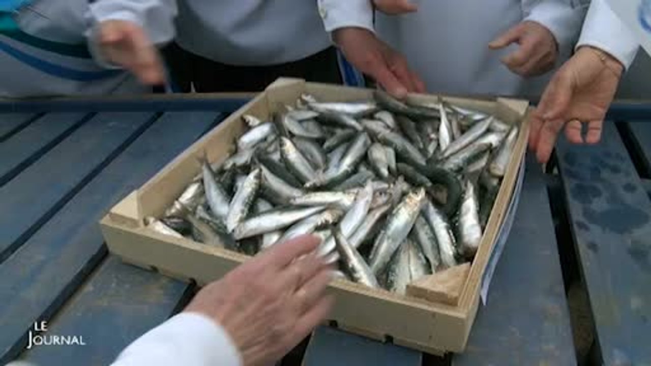 Vendée : L'arrivée des premières sardines de pr...