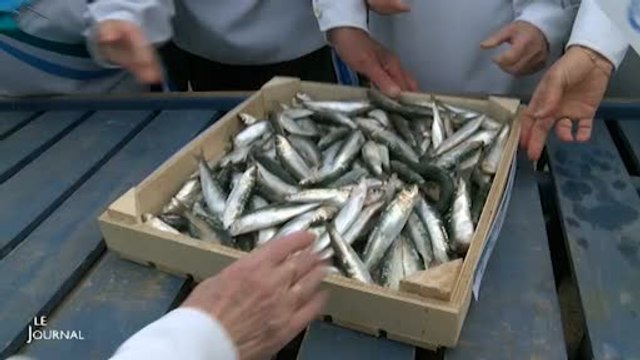 Vendée : L'arrivée des premières sardines de printemps