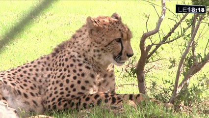 Le 18:18 : le zoo de La Barben aux petits soins pour l'arrivée de ses guépards