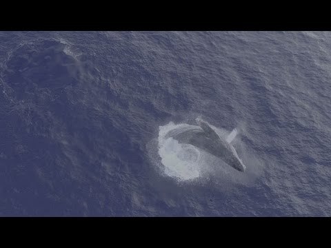 Whale Emerges Spectacularly From Water After 6-Hour Wait