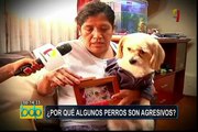 ¿Por qué algunos perros son agresivos? veterinario aclara el tema y brinda recomendaciones