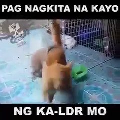 kedi siken çılgın tavşan