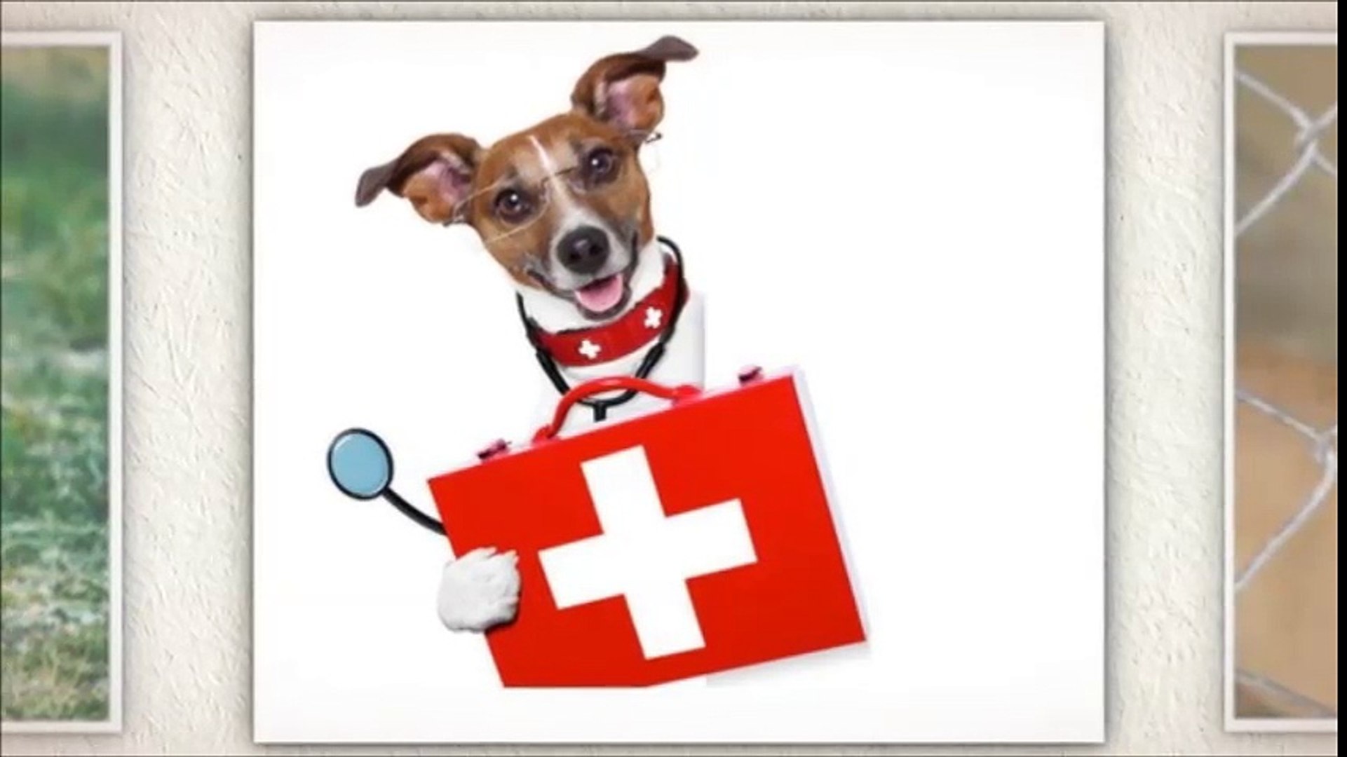 ⁣veterinary expert