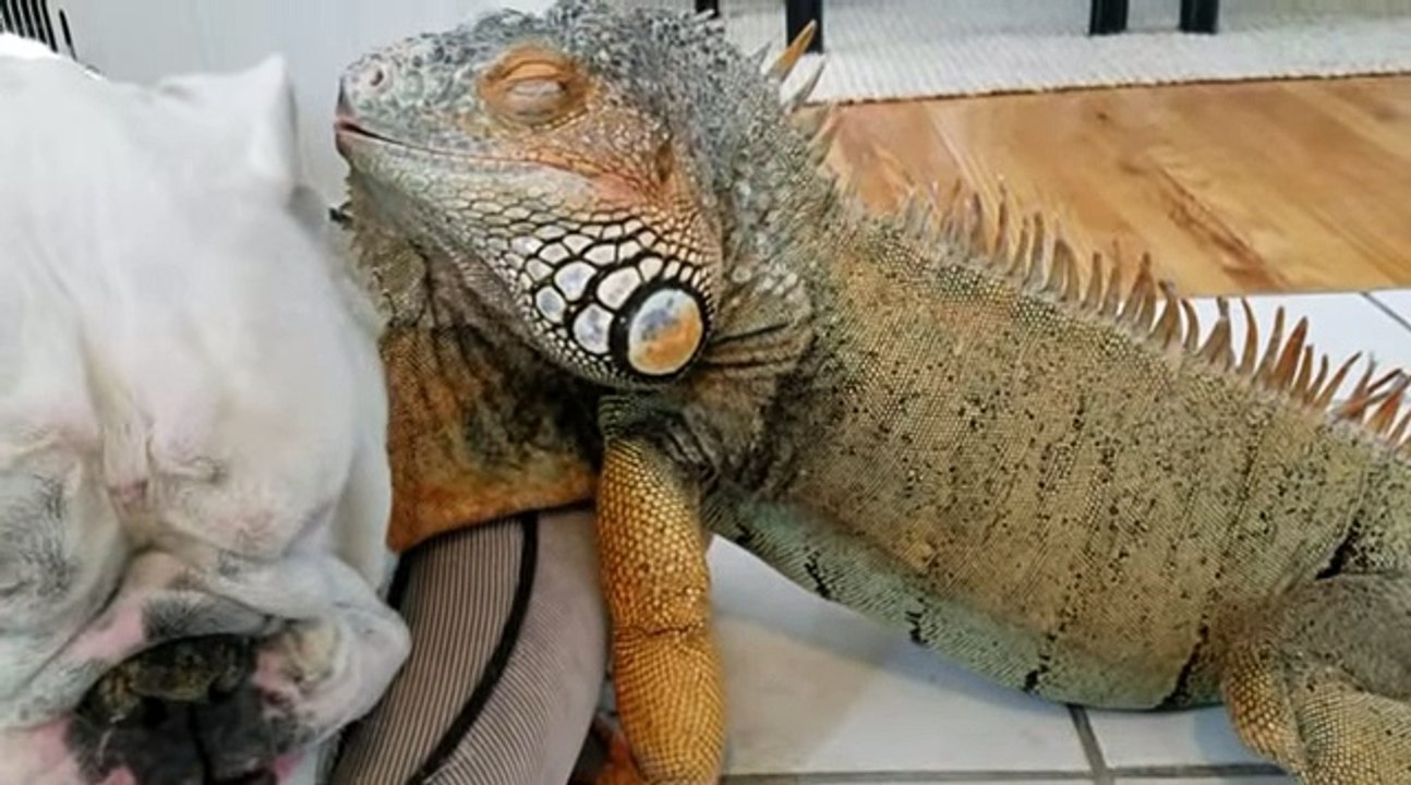 If Bulldog and Iguana become friends