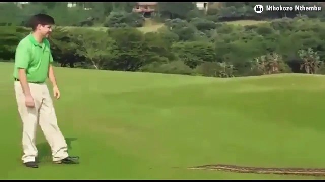 Afrique de Sud : Des golfeurs arrêtent leur jeu à cause d'un énorme python