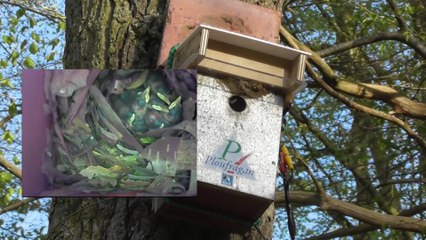 Des sittelles Torchepots à Ploufragan