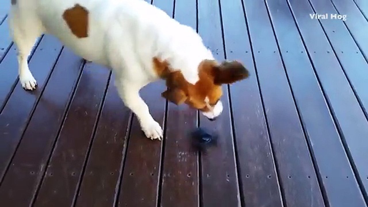 Un chien adorable entrain de jouer avec une Fidget-Spinner