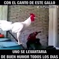 Con el canto de este gallo, uno se levanta de buen humor todos los días!