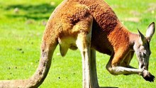 Kangaroo