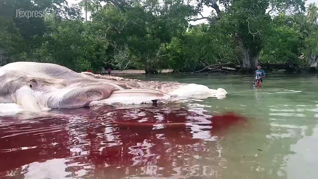 Monstre marin ou simple baleine? Une carcasse de 15 mètres échouée en Indonésie
