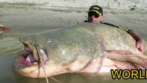 CATFISH 280 POUND X 2,67 MTS WORLD RECORD SPINNING TEAM SPORTEX by CATFISHING WORLD