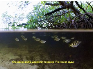 Брызгун, Рыба стрелок, Toxotes jaculatrix, необычная аквариумная рыбка