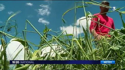 Un orage de grêle fait d'importants dégâts dans le Tarn