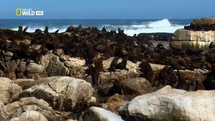 Yo Depredador - 01 - El Gran Tiburón Blanco - BBC (2010)
