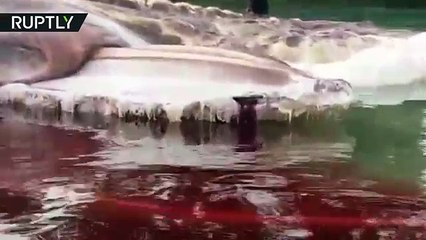 Cthulhu, is that you_ Mysterious monster carcass causes utter confusion in Indon