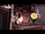 닭 잡는 여장부 김은아! [남남북녀 시즌2] 28회 20160123
