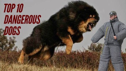 Top 10 Dangerous Dog Breeds Most Likely to Turn on Their Owners
