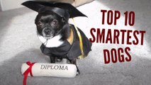 Top 10 Smartest Dog Breeds in the World