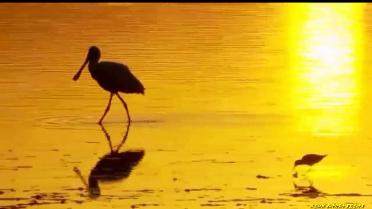 Musica para Relajarse y Dormir en solo 1 munuto - Ayuda Al Estres y la ansiedad -dailymotion