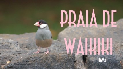 Praia de Waikiki (Havai/EUA) - EMVB - Emerson Martins Video Blog