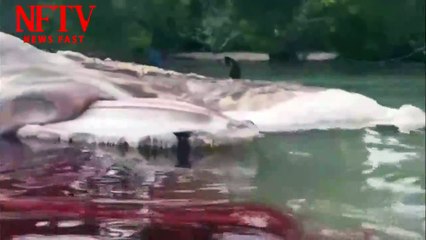 Mysterious monster carcass causes utter confusion in Indonesia . Is that Cthulhu ?