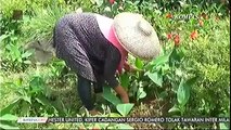 Berita 13 Mei 2017  Hanya Gara-Gara Mengambil Cacing, Petani Di Cianjur Terancam Dipenjara 10 Tahun(1)