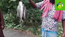 ilish(Hilsa) Fish catching in River_ilish fish catching