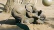 Baby Elephant Gone Wild - Mating Fails - Funny Animals