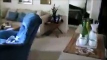 cute animals doing cute things The dog which hears praying funny animal
