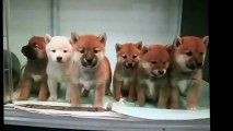 cute animals videos Baby of the Japanese midget Shiba funny animal