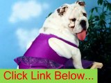 Dogs in Bathing Suits - funny cats,funny cat videos,funny animals,funny video,cats funny -Very Funny