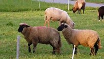 Funniest Sheep Mating Video - Funny Animals - Mating Fails
