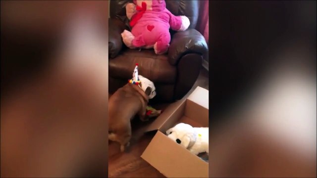 Ce chien qui ouvre ses cadeaux d'anniversaire est adorable