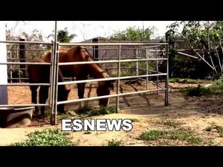 Tyson The Dog Punked by Carlos Chandra's rooster ESNEWS boxing