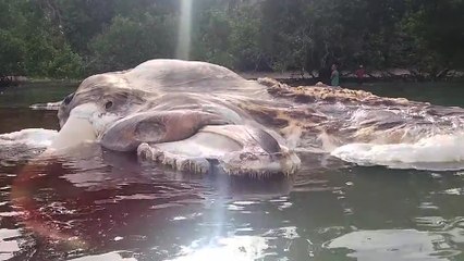 Une étrange créature s'échoue sur une île