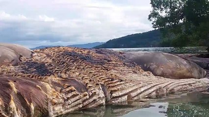 Un monstre marin géant de plus de 15 mètres filmé en Indonésie... Terrifiant