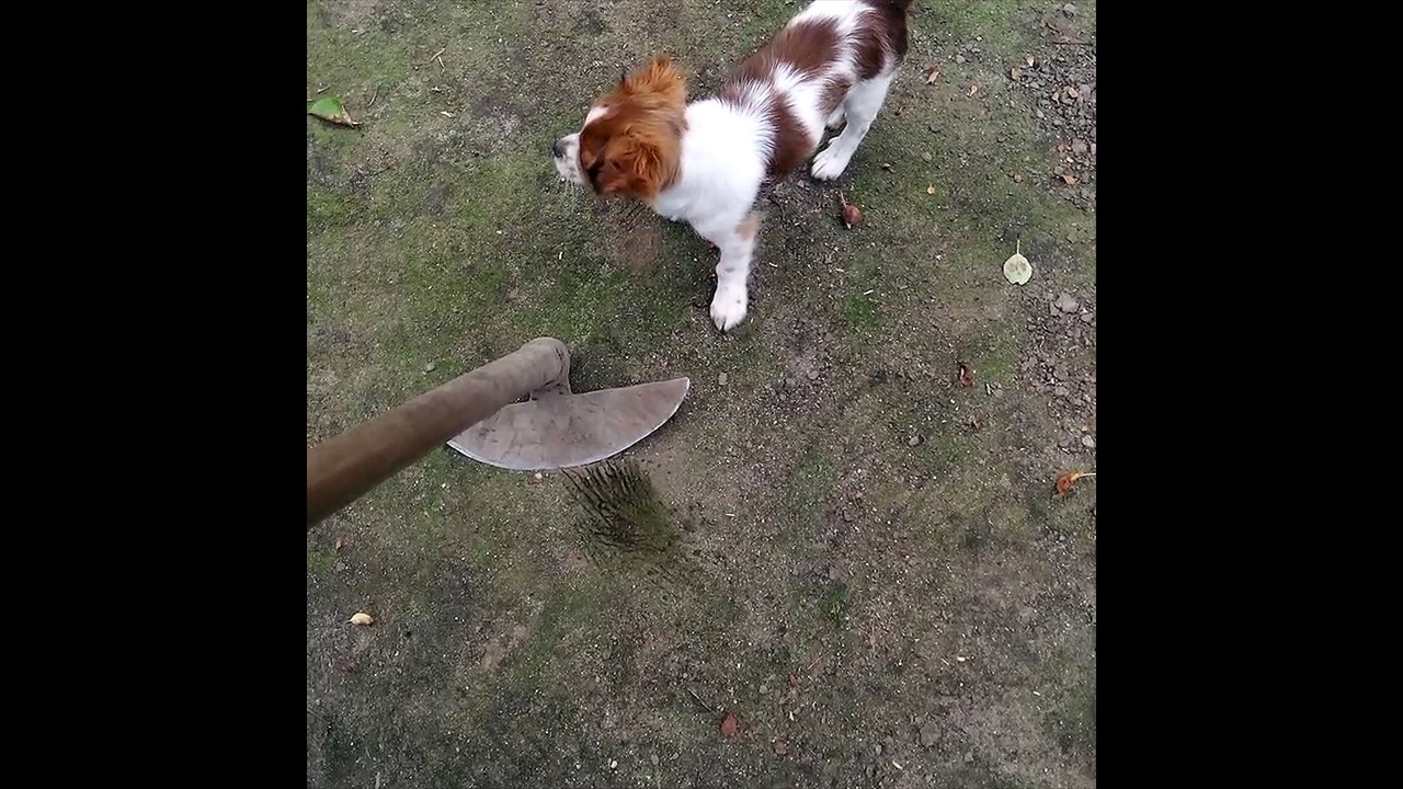 Puppy and a hoe