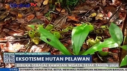 Eksotisme Hutan Pelawan di Bangka Belitung