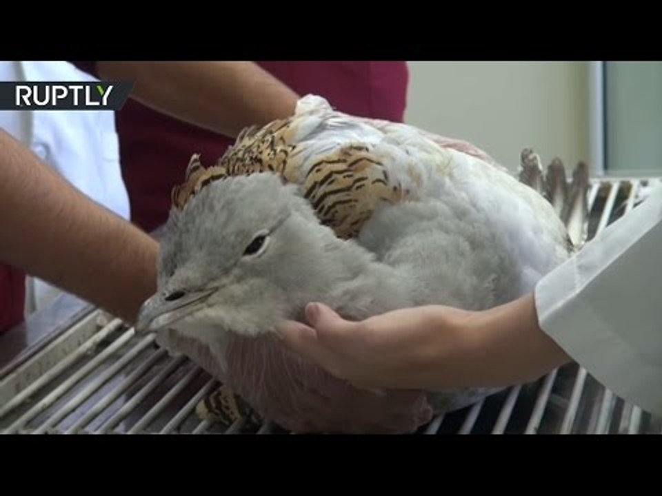‘Heaviest flying bird in the world’: Great Bustard receives treatment for fractured leg
