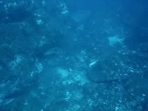 Ile du levant plongée 1