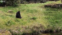Ördek Yavrularını Ele Geçirip Yiyen Goriller