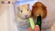 Guinea Pigs - A Funny And Cute Guinea Pig Videos Compilation _ NEW HD