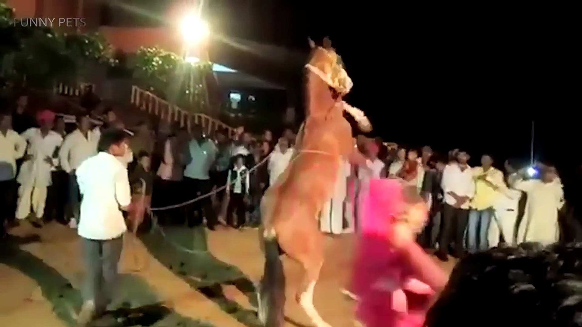 ⁣Funny Horses 2017 [Funny Pets]