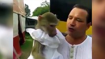 Funny Monkeys 2017    [Funny Pets]