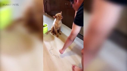 GUILTY DOGS ★ WHO DID THIS [Funny Pets]