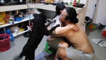 JEALOUS DOGS Want Attention From Their Owners 2017  [Funny Pets]