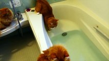 Cats HATE Water  [Funny Pets]
