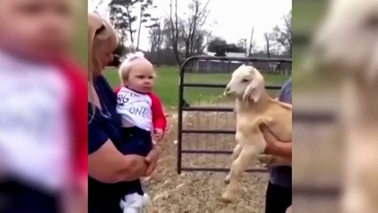 Funny Goats 2017   GOATS Making Funny Sounds and Noises [Funny Pets]