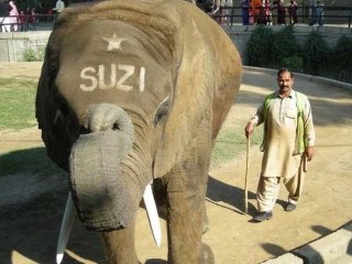 ELEPHANT SUZI DIED IN LAHORE ZOO